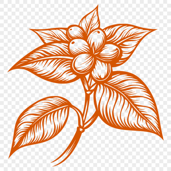 A simple illustration of a coffee bean with smooth lines.