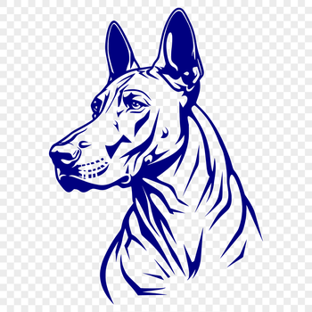 A detailed illustration of the head and facial features of a Doberman Pinscher dog breed.