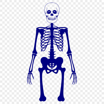 Skeleton In DXF Format - Free Commercial Use License