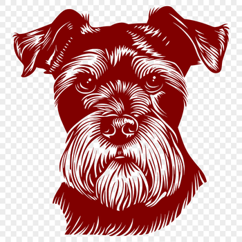 Close-up portrait of a Miniature Schnauzer's head with detailed facial features.