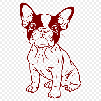 A Boston Terrier dog sitting on its hind legs, depicted in vector format.