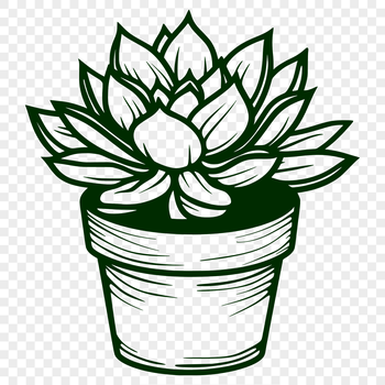 A close-up illustration of a succulent plant with thick fleshy leaves.