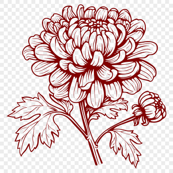 A vector illustration of a blooming Chrysanthemum flower in various colors.