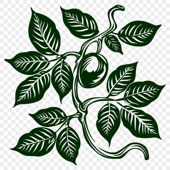 A graphic representation of a single coffee bean in a detailed design style.