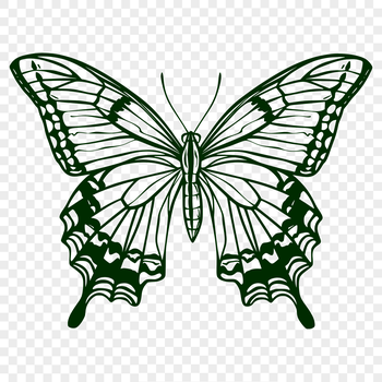 Colorful butterfly with detailed wings and body.