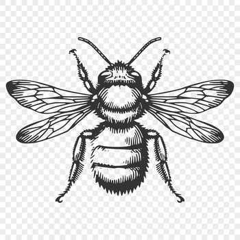A detailed illustration of a bee from head to wing, suitable for gardening and DIY projects.