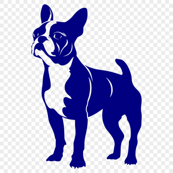 Boston Terrier dog standing on its hind legs in full-body pose, suitable for vector art projects.