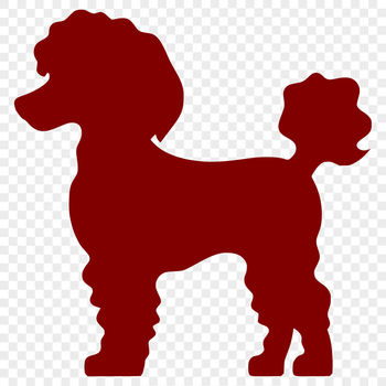 Vector illustration of a poodle in full body silhouette standing pose