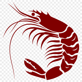 A detailed illustration of a full-body shrimp from multiple angles.
