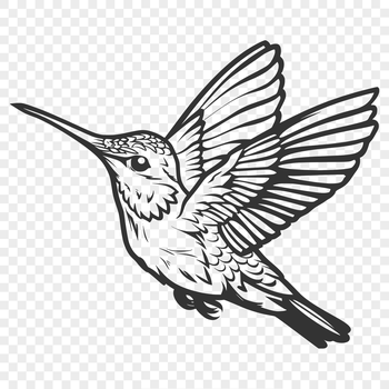 A detailed illustration of a hummingbird in mid-flight, showcasing its full body.