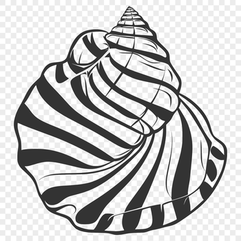 A hand-drawn illustration of a delicate seashell in vector format.