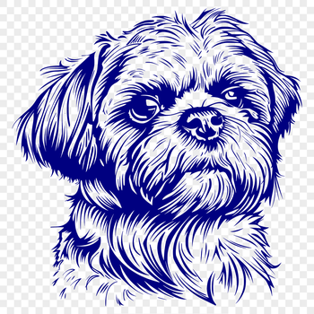 A detailed illustration of a Shih Tzu's head from various angles.
