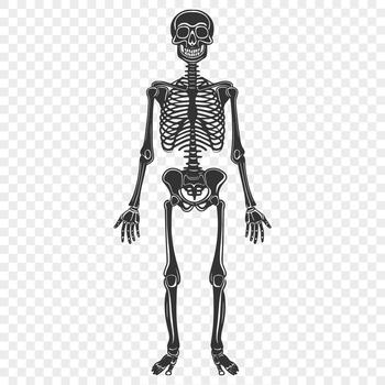 A full-body skeleton standing upright in a simple pose, designed as a vector graphic.
