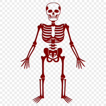 An outline vector design representing the human skeletal system in a standing pose.