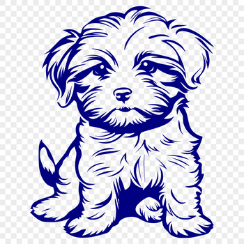 Close-up illustration of a Havanese dog sitting with its front paws folded under its body.