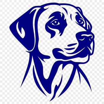 A head-on portrait of a Labrador Retriever with a friendly expression.