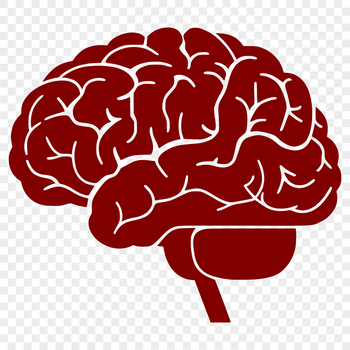 An anatomical illustration of the human brain in detail.