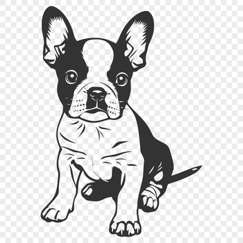 A full-body illustration of a Boston Terrier sitting on its haunches, suitable for various graphic design applications.