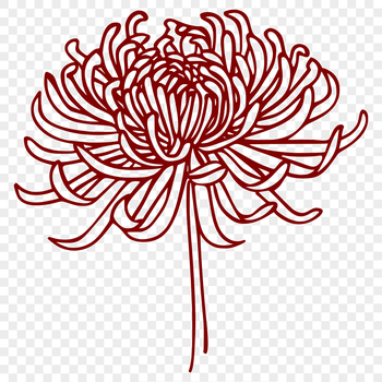 A detailed vector illustration of a single chrysanthemum flower with petals and center.