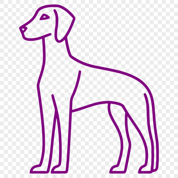 A full-body illustration of a standing Weimaraner in profile.
