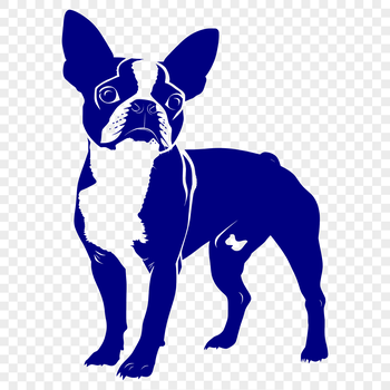 A full-body illustration of a standing Boston Terrier dog, suitable for vector art projects.