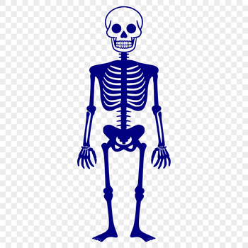 A standing full-body skeleton illustration in a simple style, suitable for various designs and projects.