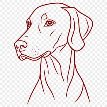 Illustration of a Weimaraner breed dog in vector format.