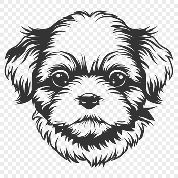 A vector illustration of a Shih Tzu's head, suitable for use in digital design projects.