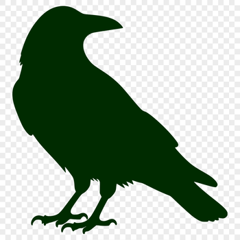 A black bird with a glossy plumage and sharp beak, representative of the crow species.