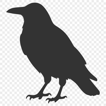 A black bird with a sleek silhouette, perched on a branch.