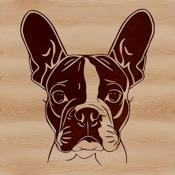 A Boston Terrier dog with a distinctive head shape and facial features.