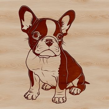 A sitting Boston Terrier dog in vector format, suitable for digital design and printing.