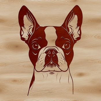 Boston Terrier head portrait in vector format, suitable for digital design and craft projects.