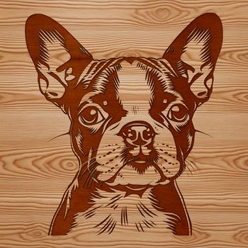 A high-quality vector illustration of a friendly-looking Boston Terrier dog.