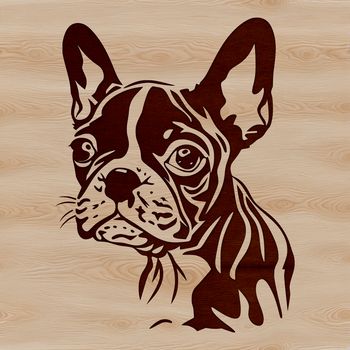 A portrait of a Boston Terrier breed dog with distinctive head features.