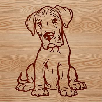 Large breed dog sitting on floor, illustration of a Great Dane in vector format.