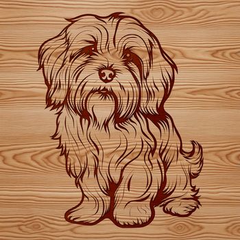 A small white dog with long hair sits on a surface, depicted in a simplified vector style.