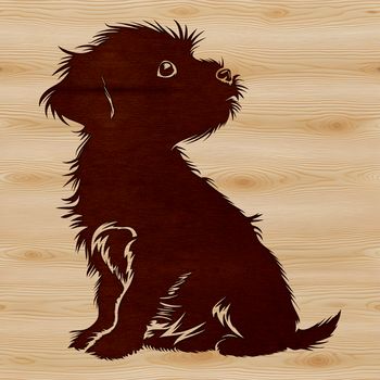 A Havanese dog breed sitting on a surface with a calm expression.