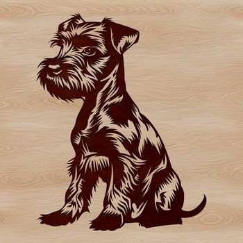 Miniature Schnauzer breed dog sitting on a surface, suitable for vector design and clip art.