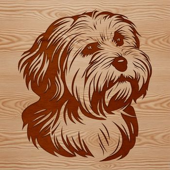 A vector illustration of a Havanese dog's head in a realistic style.