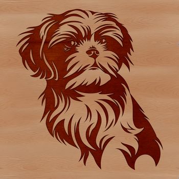 Close-up illustration of a Shih Tzu's head with detailed features.