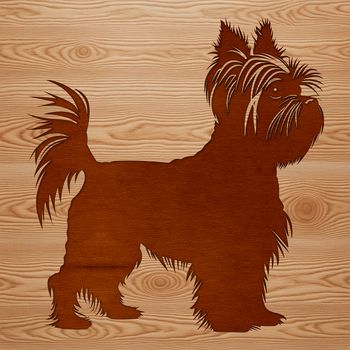 A small to medium-sized dog breed with a long, narrow body, standing upright on its hind legs.
