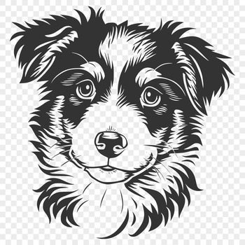 A detailed illustration of a Australian Shepherd dog's head in vector format.