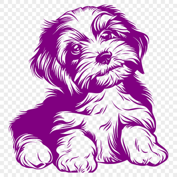 A small dog breed, the Havanese, sitting in full view.