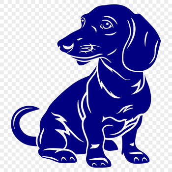 A sitting Dachshund in full body view.