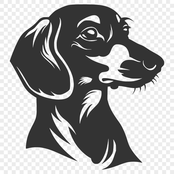 A vector illustration of a happy Dachshund dog breed with its head held high.