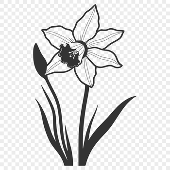 A detailed illustration of a single daffodil plant with trumpet-shaped flowers.