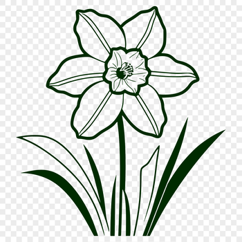 A detailed vector illustration of a daffodil flower, suitable for various designs and projects.