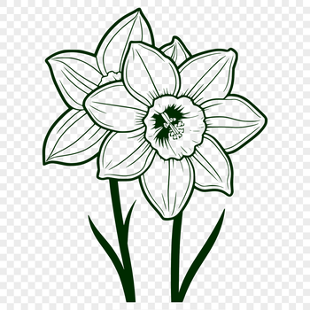 A vector illustration of a daffodil plant with trumpet-shaped flowers.