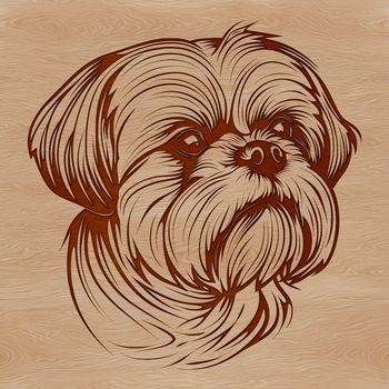 A small-breed dog breed with a friendly expression.